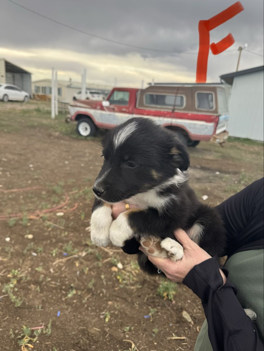 Adorable Idaho Shag/Border Collie Puppy - Ready for a New Home