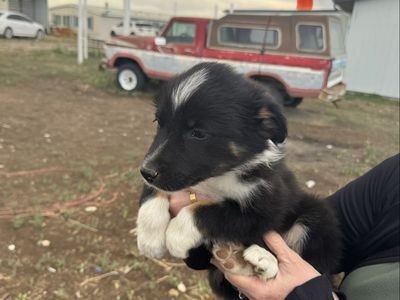 Adorable Idaho Shag/Border Collie Puppy - Ready for a New Home