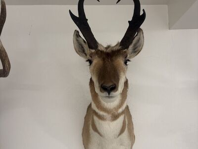 Antelope Buck Shoulder Mount
