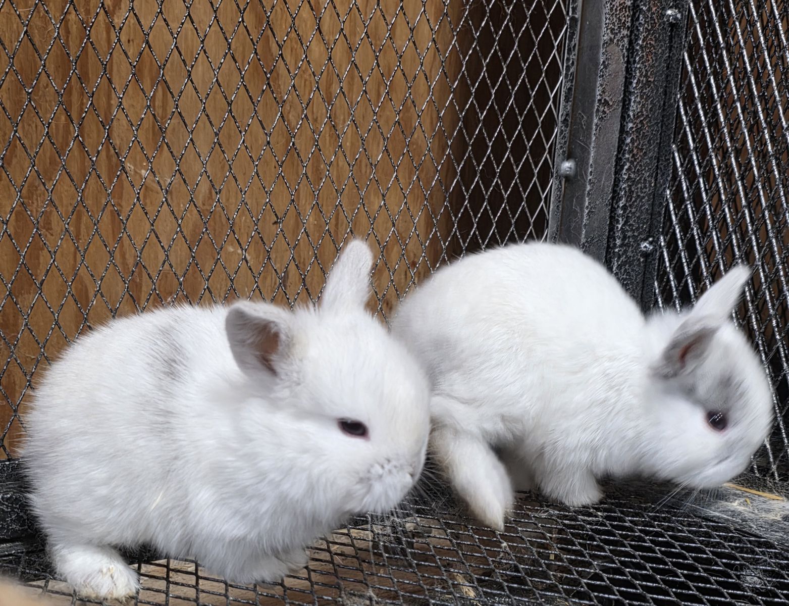 Cute holland lop bunnys