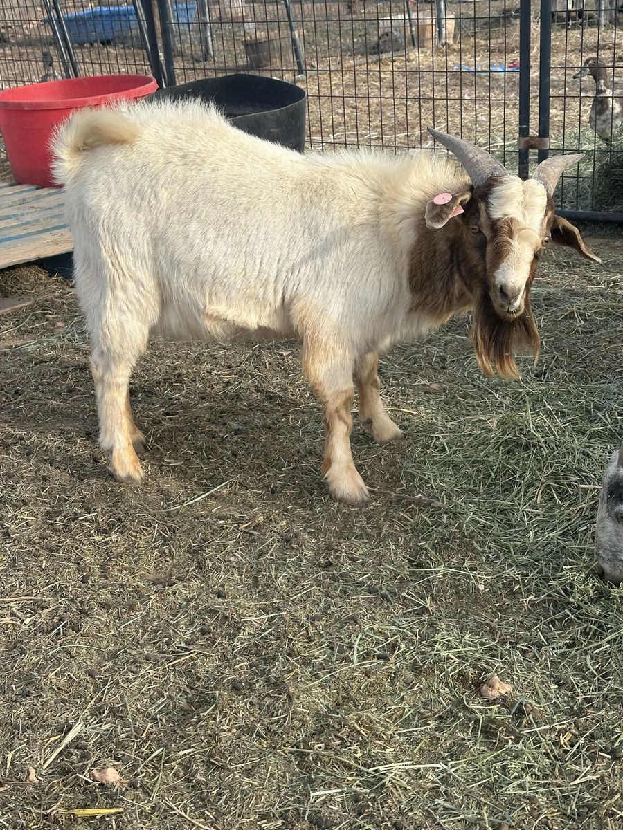 Boer Billy  for stud or sale