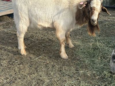 Boer Billy for stud or sale