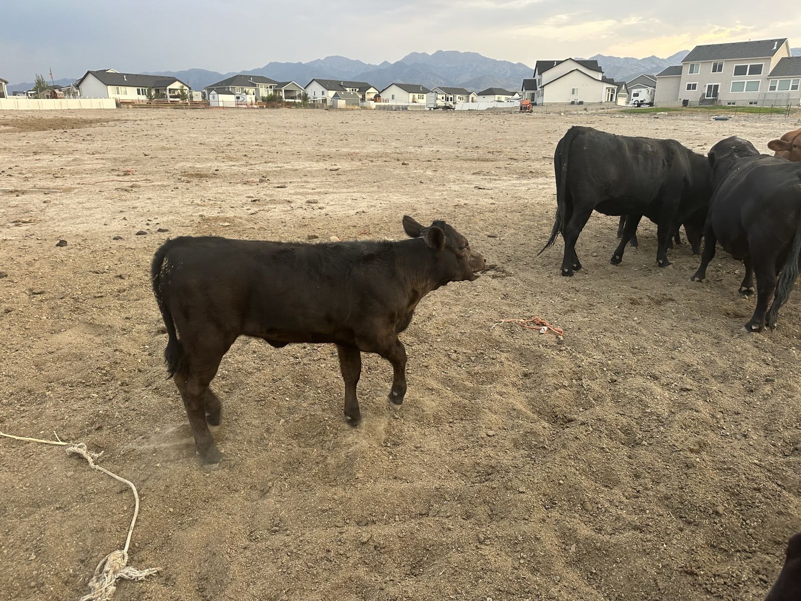 Black Angus/Akayushi Wagyu Calves