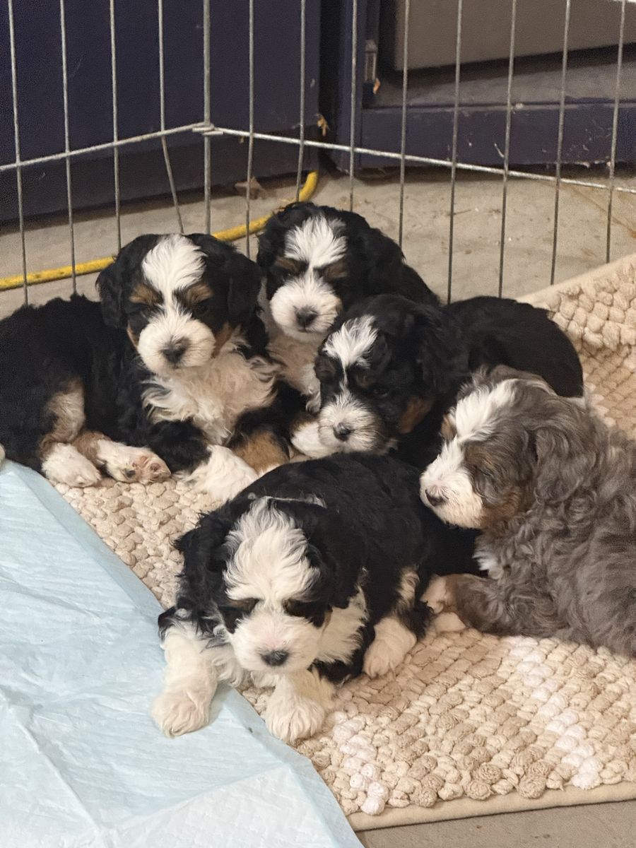 Gorgeous Micro Mini Ultra Bernedoodles