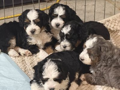 Gorgeous Micro Mini Ultra Bernedoodles