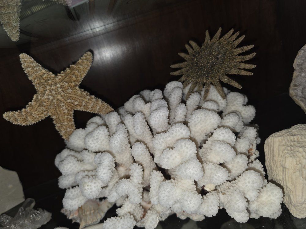 Natural White Coral Specimen with Starfish