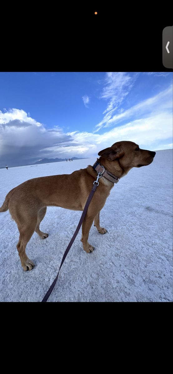 Cattle Dog Mix Female