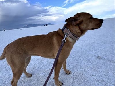Cattle Dog Mix Female