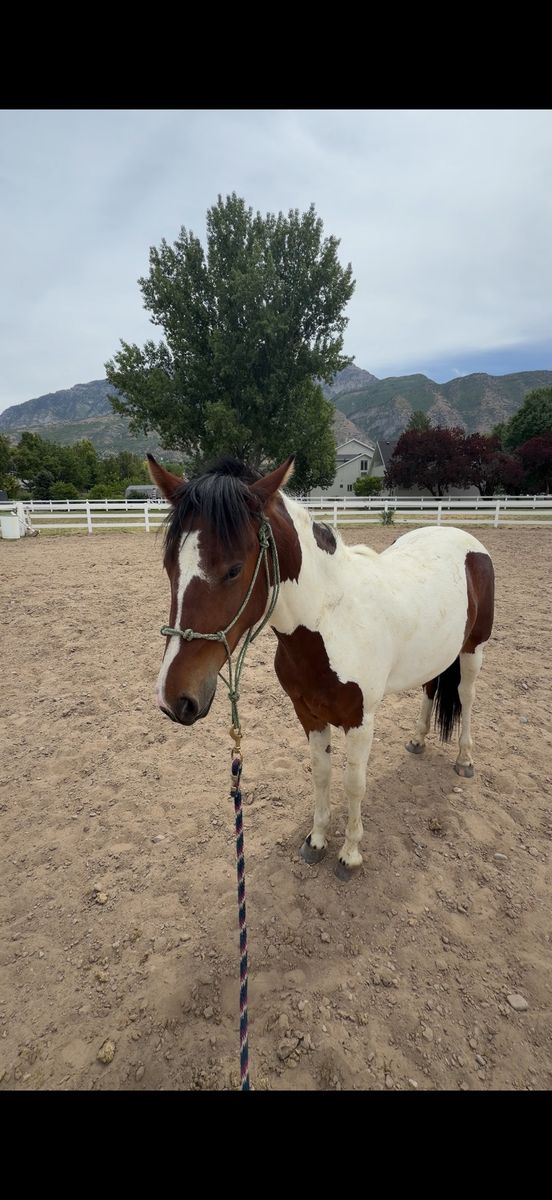 2 year old Paint Mare Pony