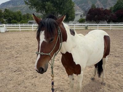 2 year old Paint Mare Pony
