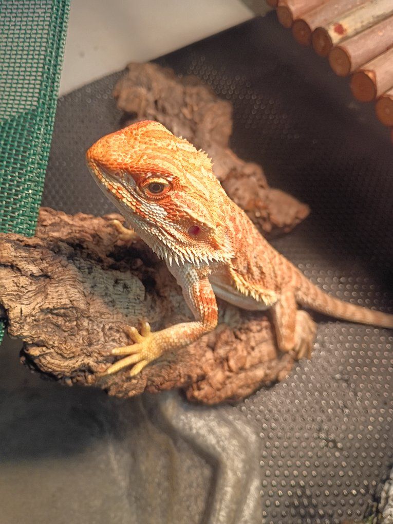 Bearded Dragon with Full Enclosure Setup - Lights, Decor, Tank, and Accessories