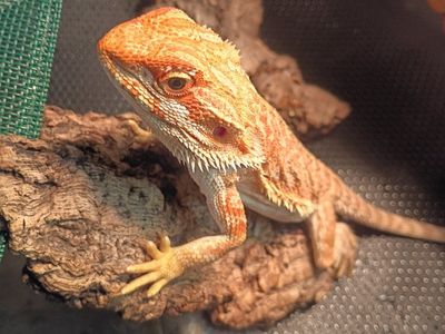 Bearded Dragon with Full Enclosure Setup - Lights, Decor, Tank, and Accessories