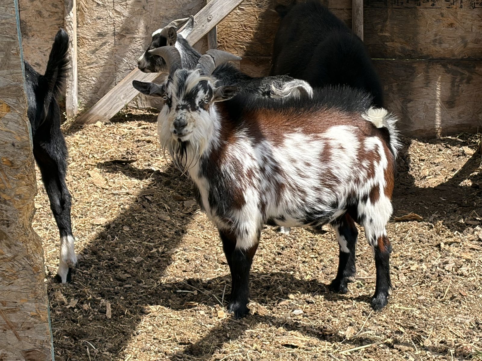 Registered Blue eyed stud goat