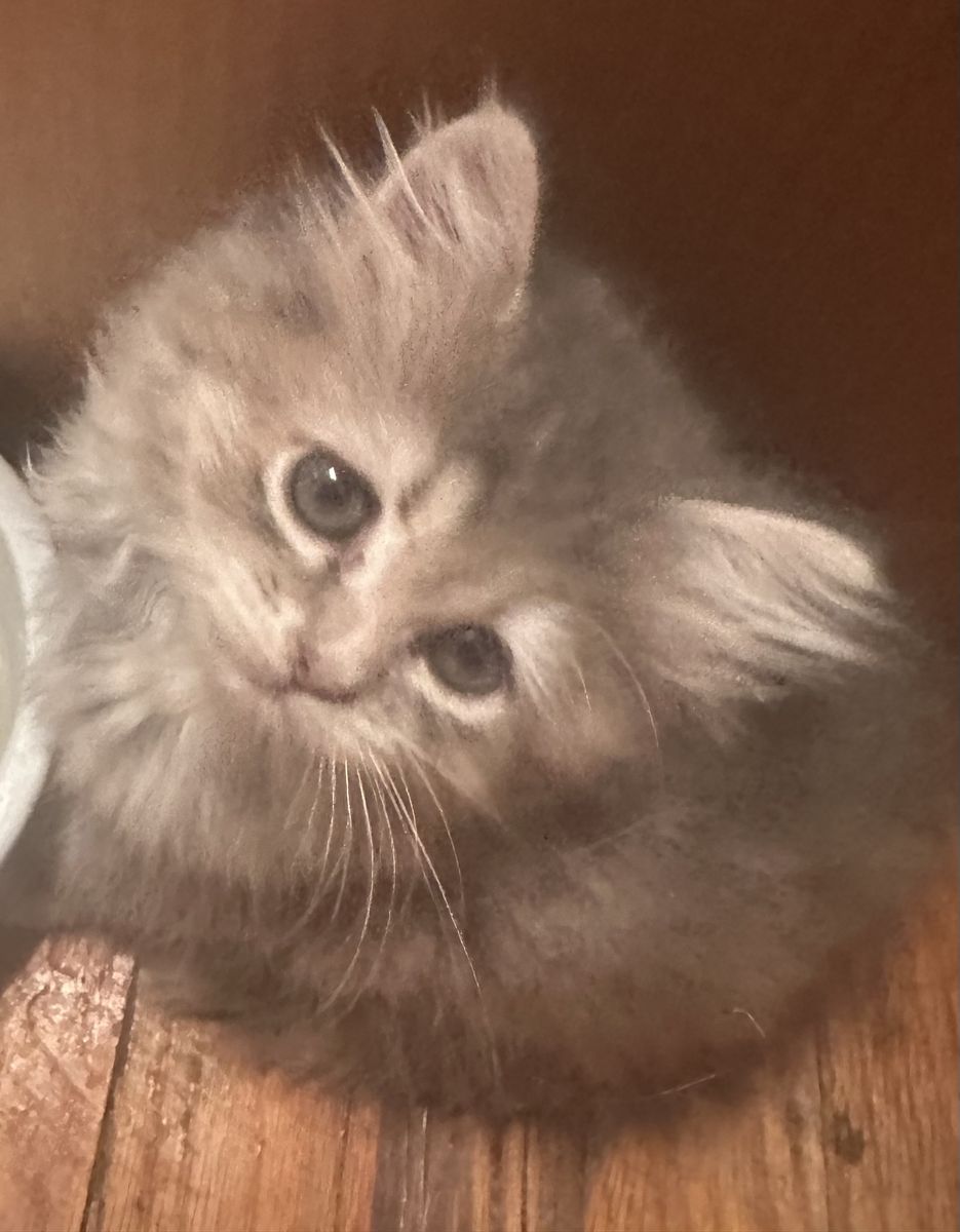 Teacup Doll Face Persian Kittens - 1 Male (blonde), 1 Female (grey)