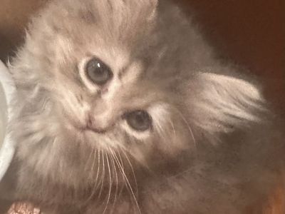 Teacup Doll Face Persian Kittens - 1 Male (blonde), 1 Female (grey)