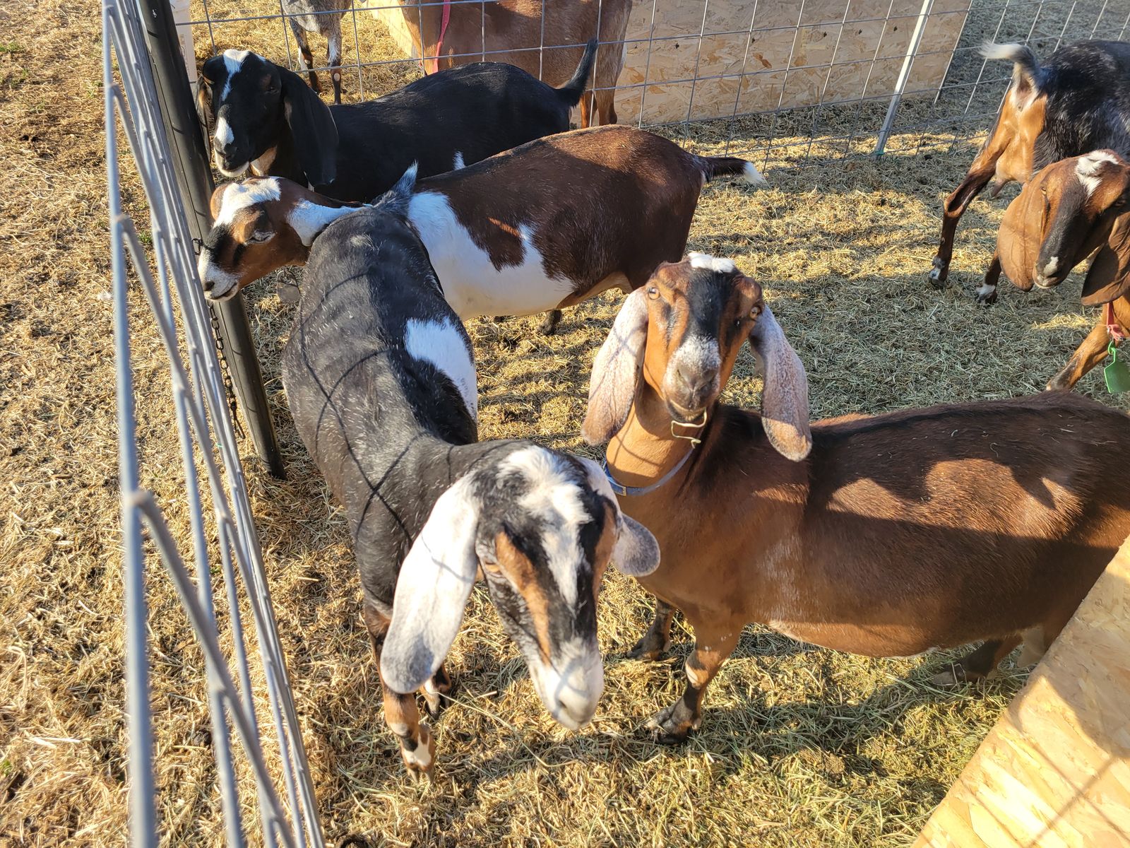 5 Nubian Goats IN MILK Super sweet and delicious milk!