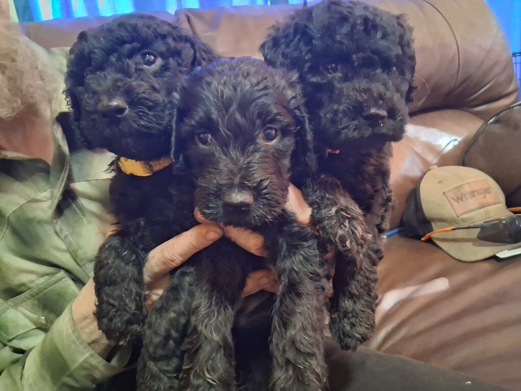 F1b Standard Goldendoodle Puppies