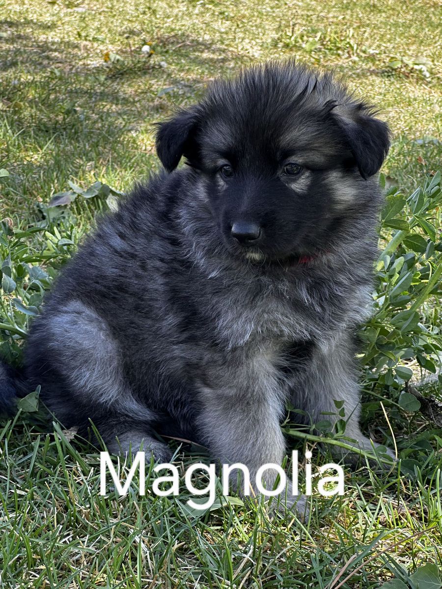 AKC Long Coat Sable German Shepherd Puppies