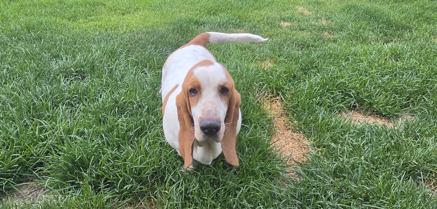 Basset Hound