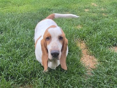 Basset Hound