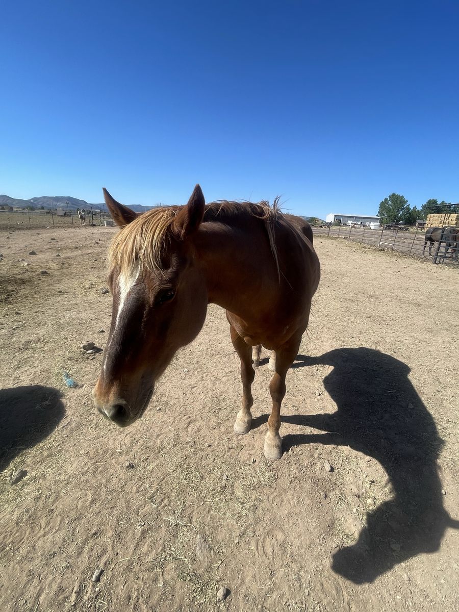 Rope/ Ranch horse
