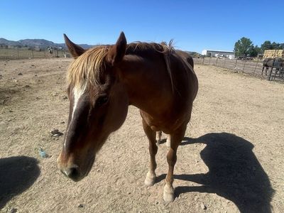Rope/ Ranch horse
