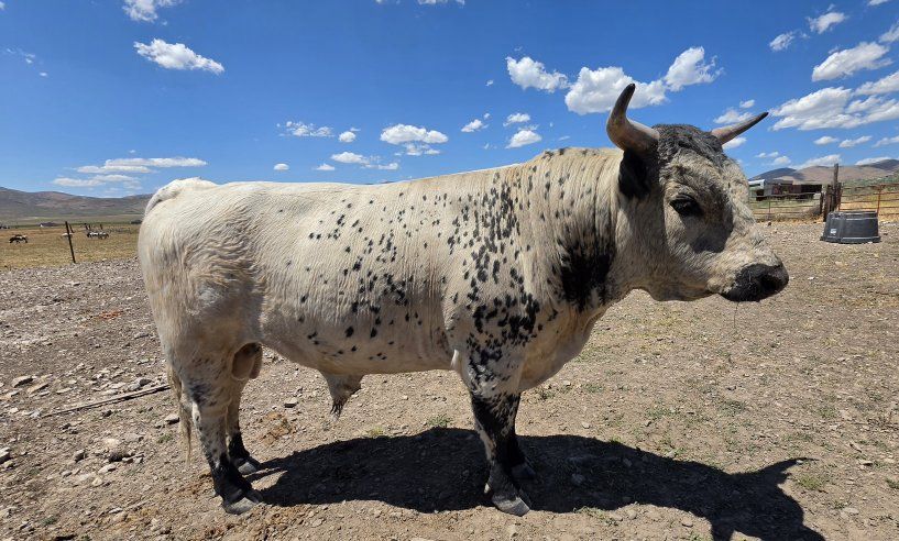 Dexter bull - 2 year old