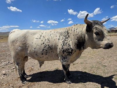 Dexter bull - 2 year old