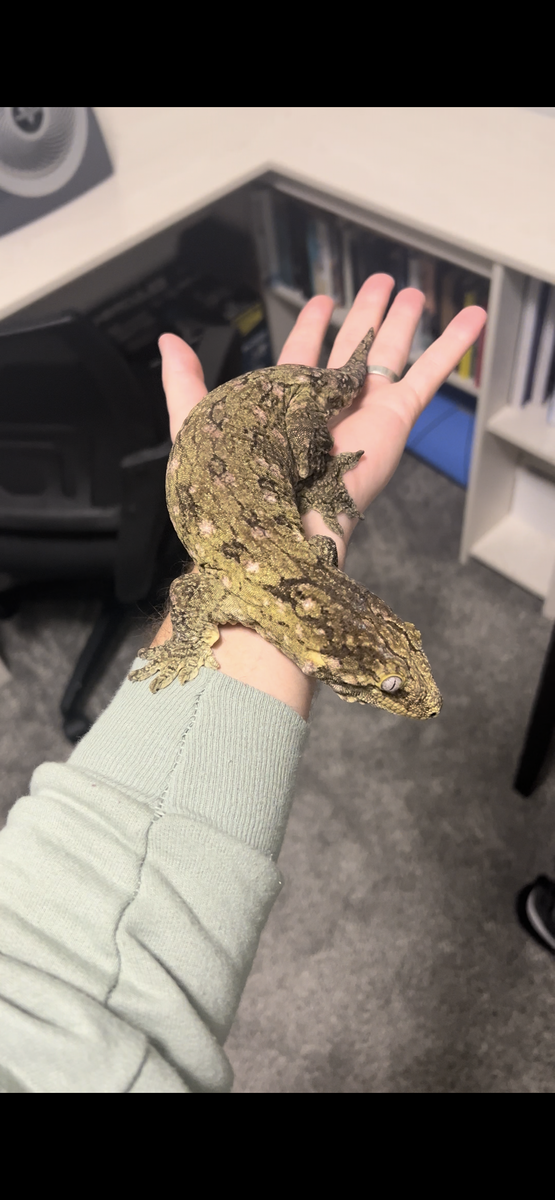 Adult 300g Female GTA x GTB Leachie Breeder Ready