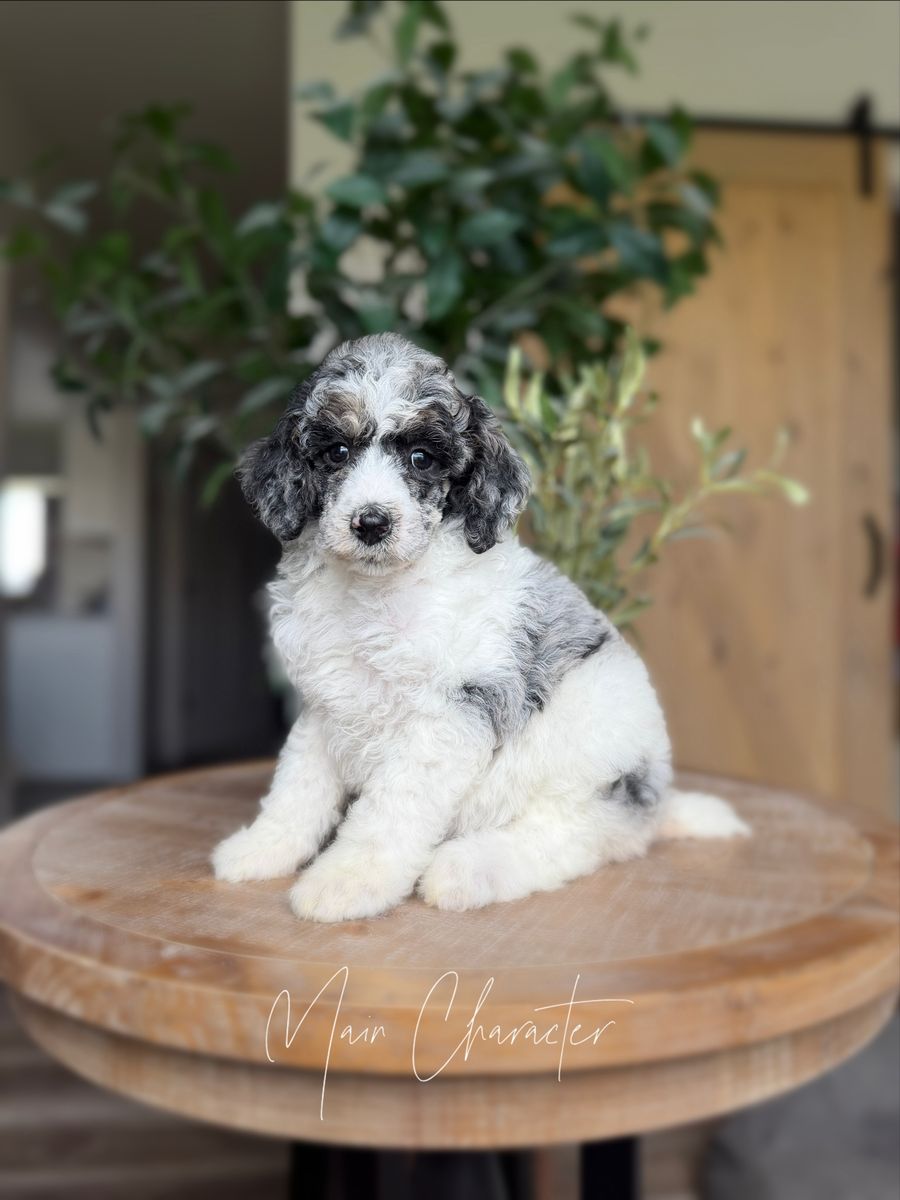 AKC Standard Poodle Guardian Home Opportunity