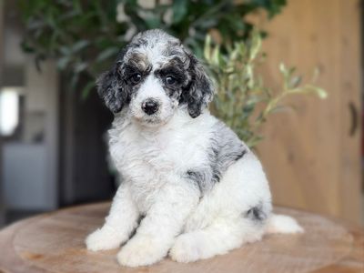 AKC Standard Poodle Guardian Home Opportunity