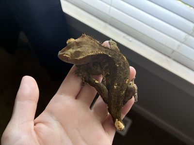 Proven Partial Smoothie Adult Male Crested Gecko