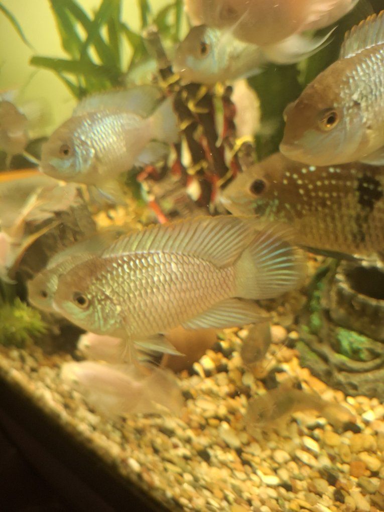 Electric blue acaras. adults