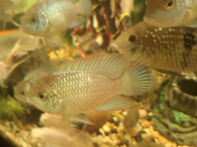 Electric blue acaras. adults