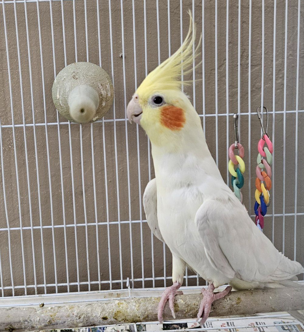 Male Lutino Cockatiel