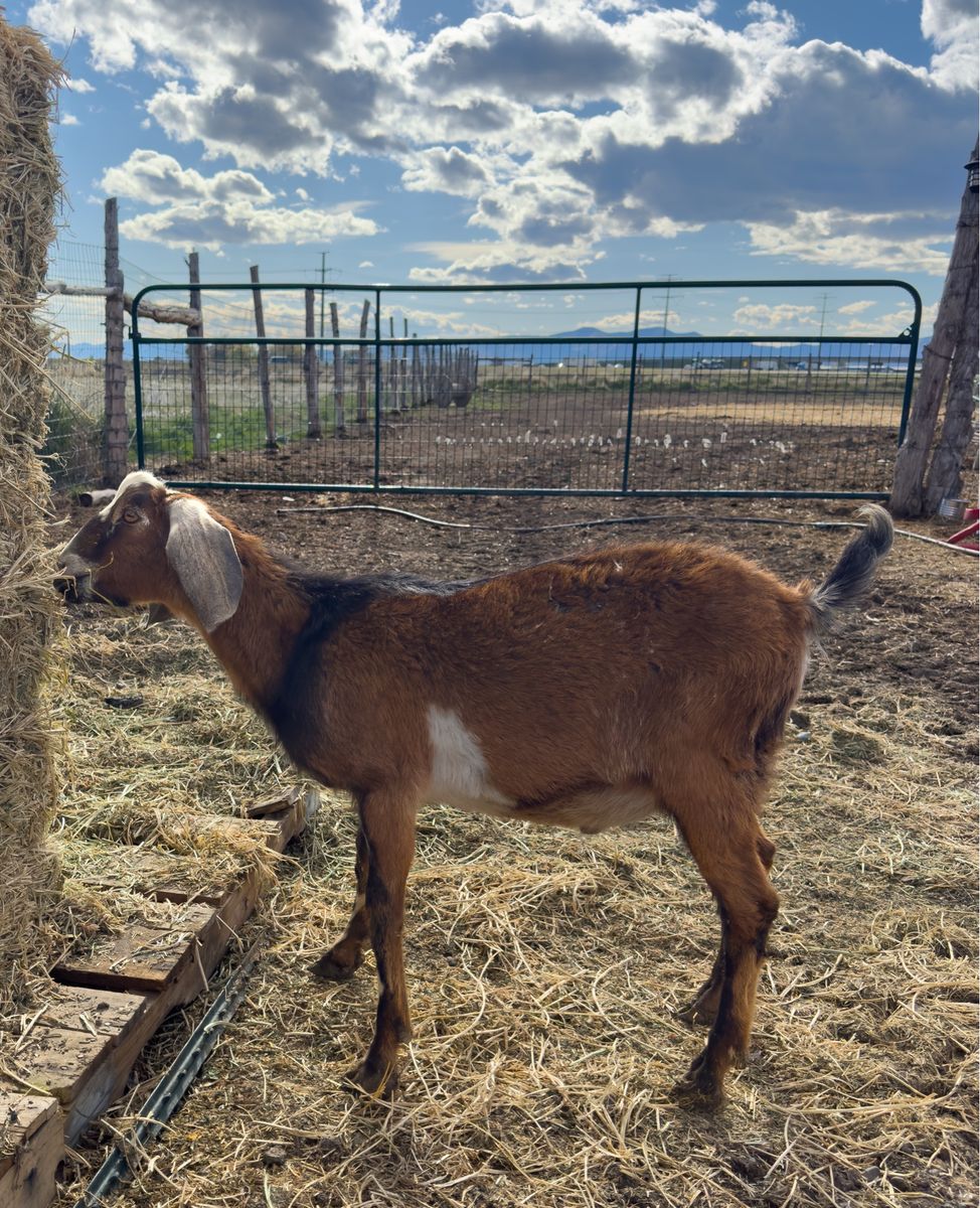 Gentle Pure Bred Nubian Buck Intact