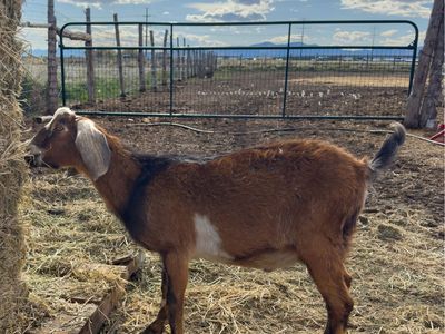 Gentle Pure Bred Nubian Buck Intact