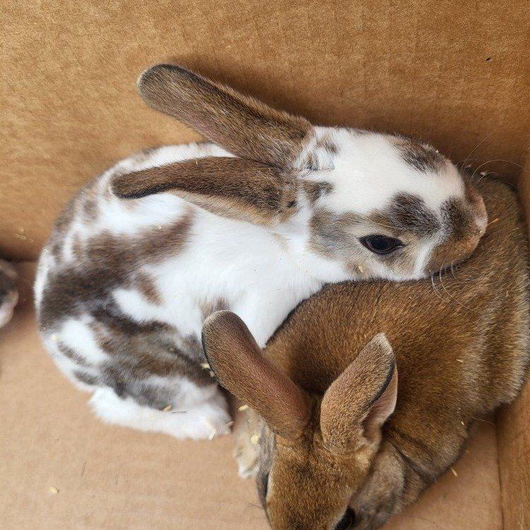 Purebred Rex Bunny Rabbits
