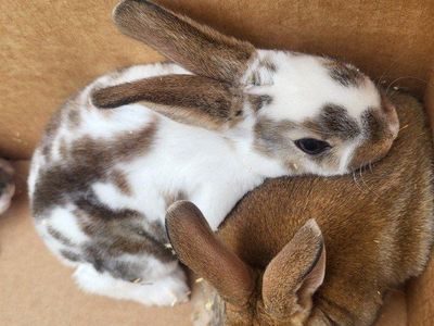 Purebred Rex Bunny Rabbits