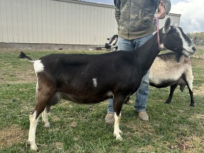 Alpine milk goat