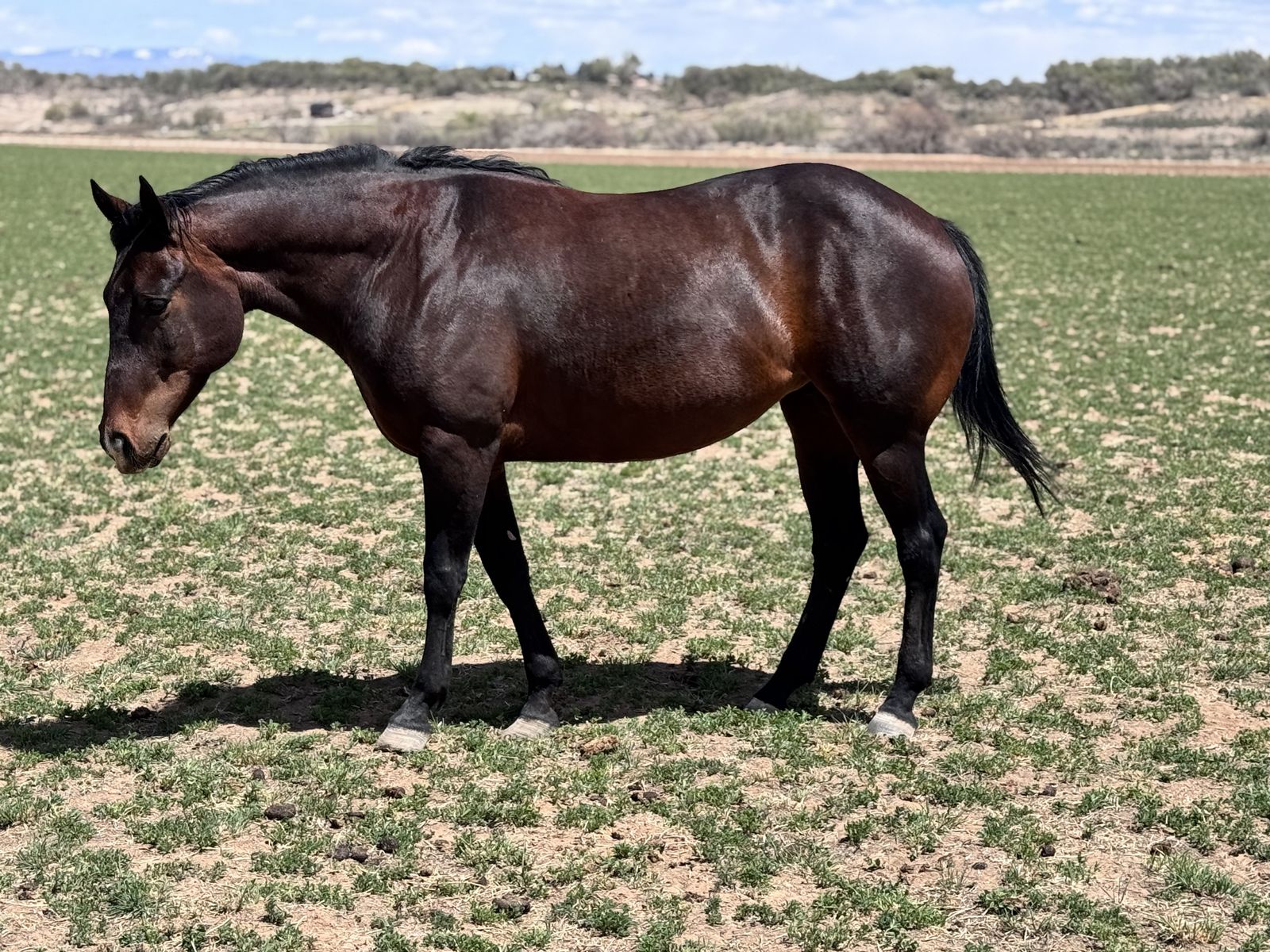APHA  Mare