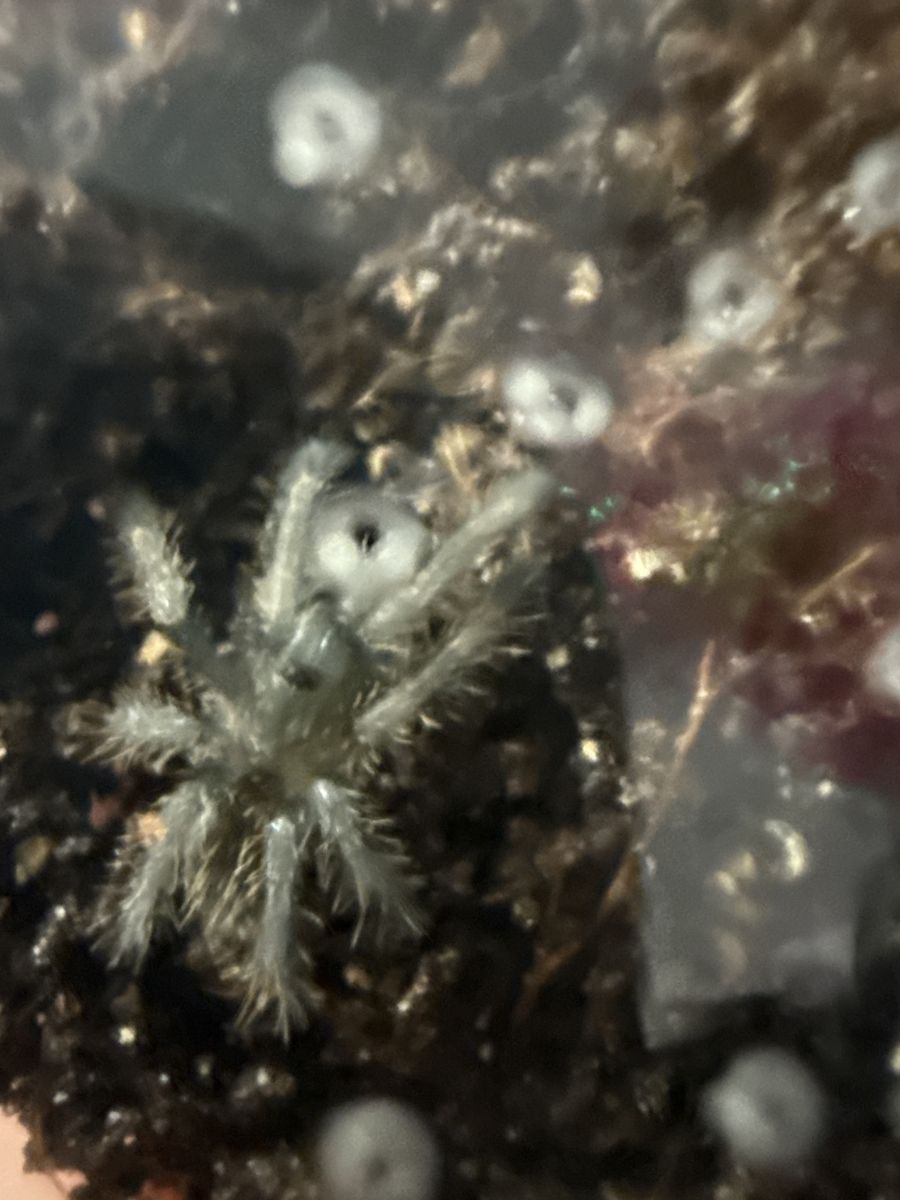 Cyriopagopus Minax Slings