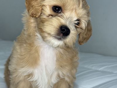 Cutest Fluffy Maltipoo Puppies You’ll See Today – Ready for Homes