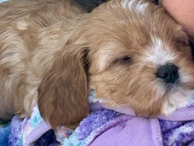 BEST Tiny Cavapoo Cavadoodle UTAH COUNTY