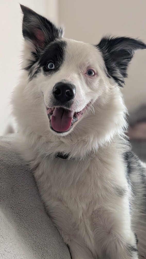 Australian Shepherd Male - Free to good home-