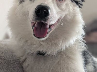 Australian Shepherd Male - Free to good home-