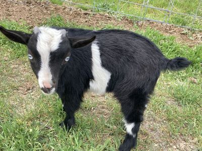 2026 Nigerian dwarf goats