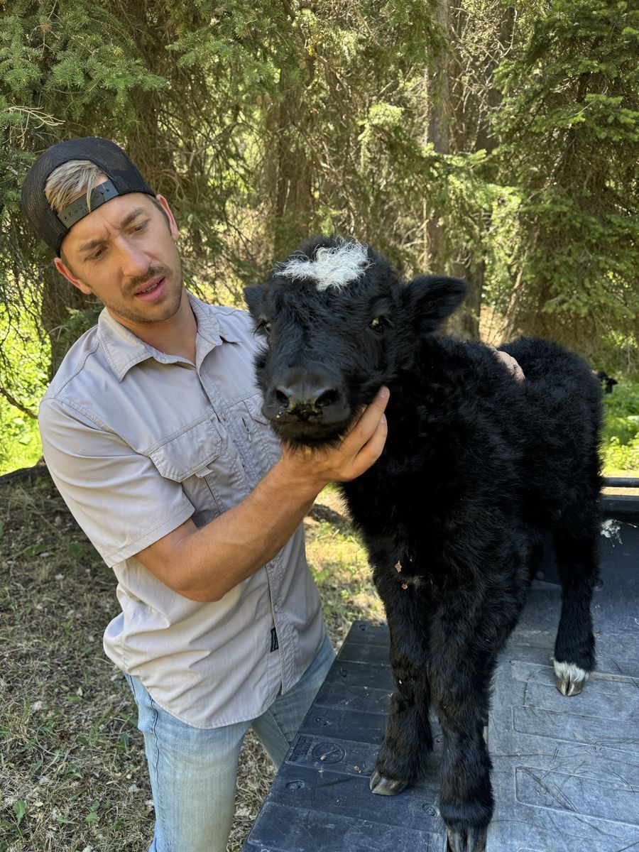 Baby yak heifer