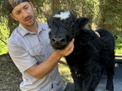 Baby yak heifer