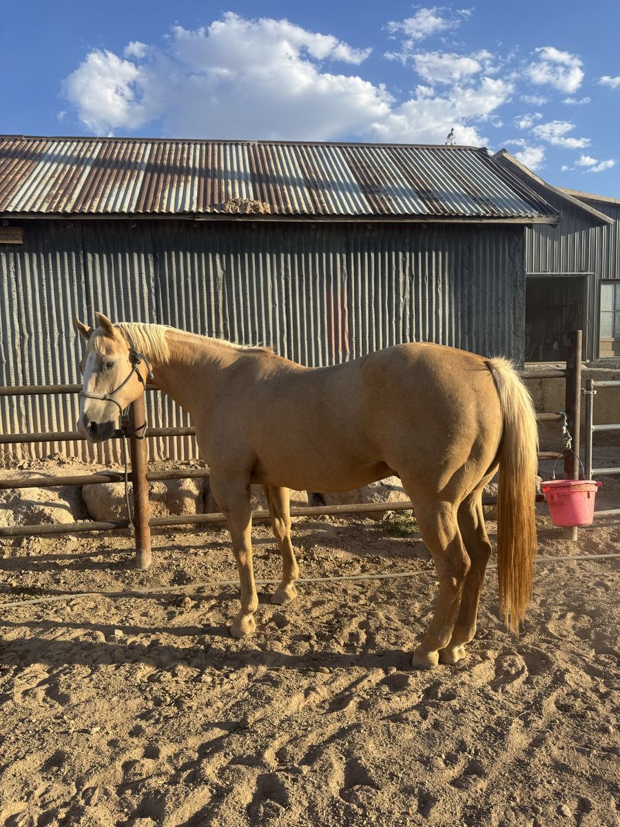 14yr old hunting horse